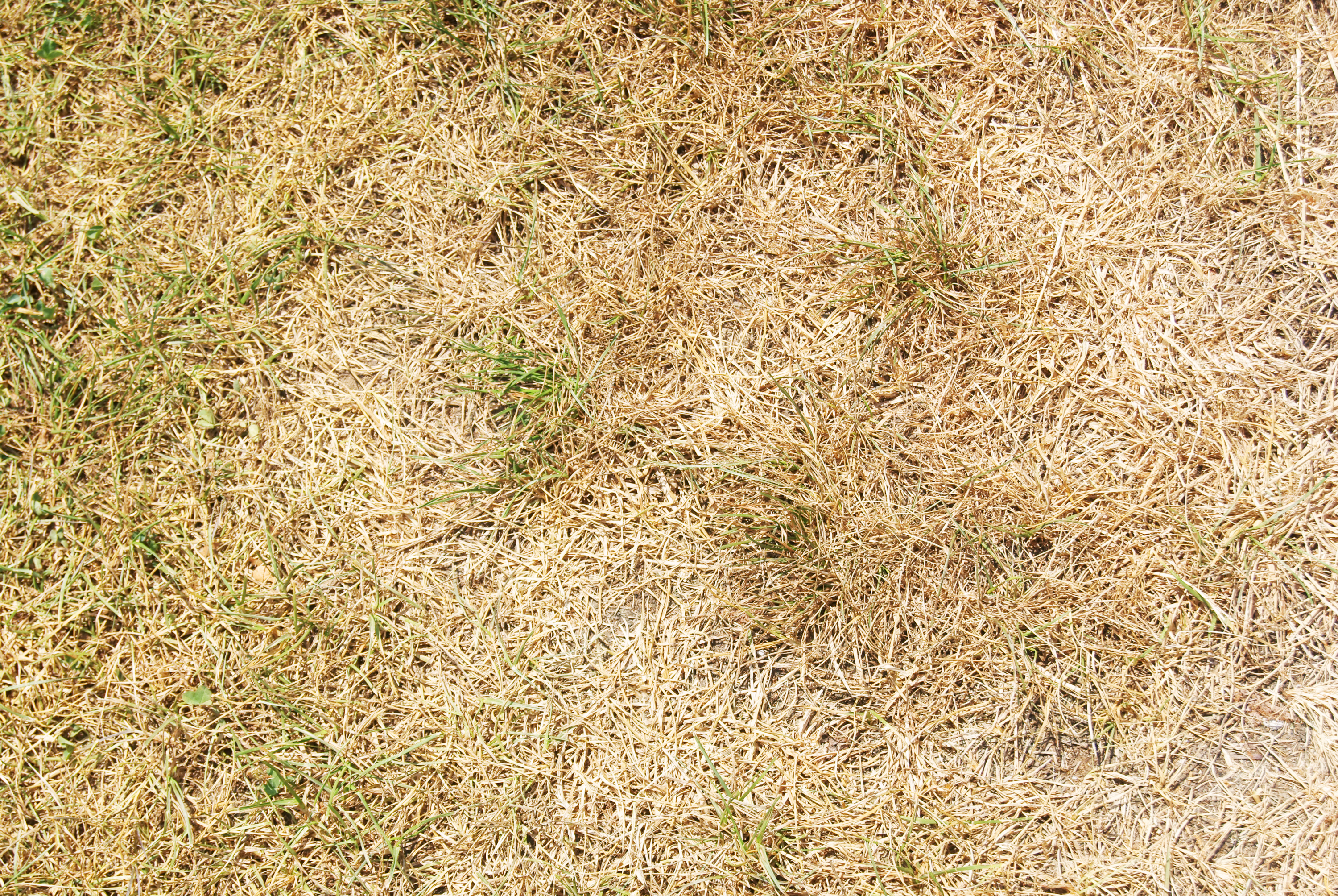 Dry grass