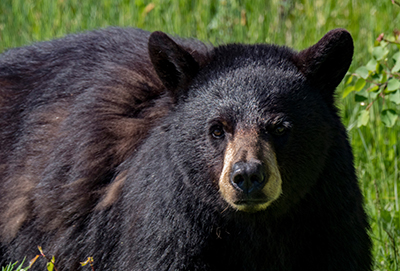 a bear