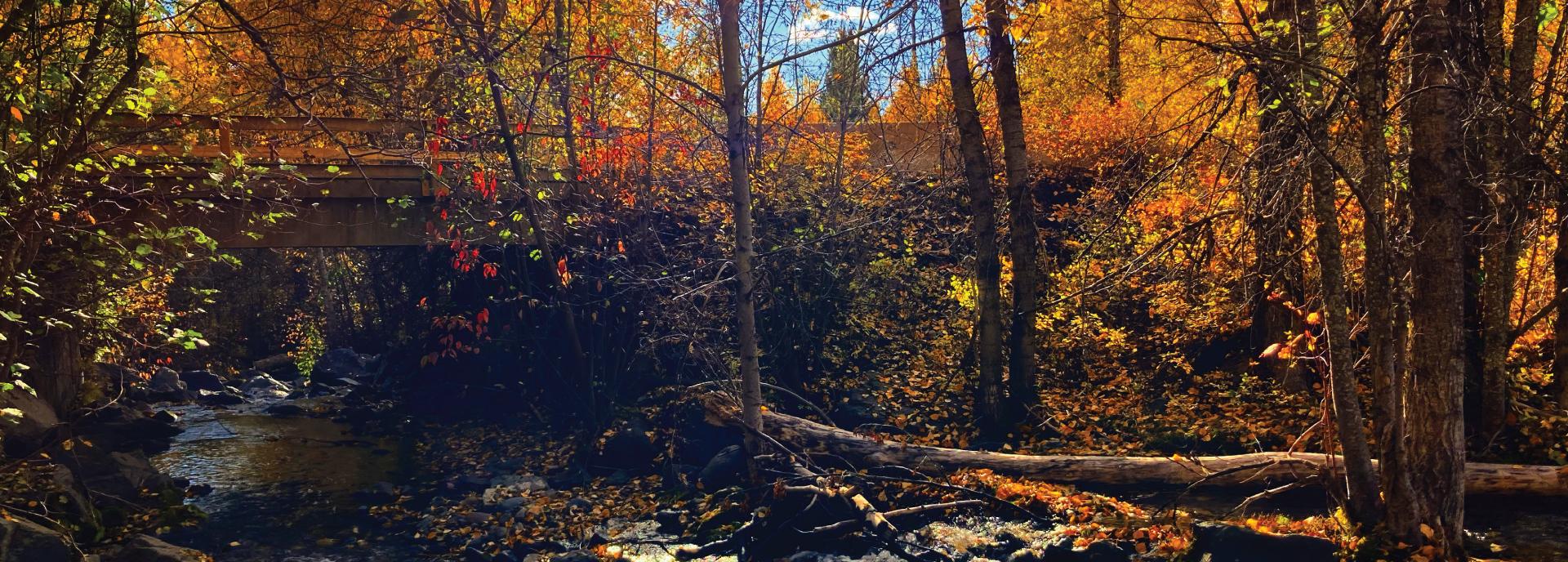 Fall foiliage