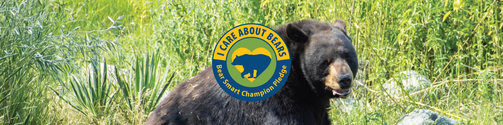 A bear