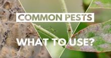common_pests_video.jpg