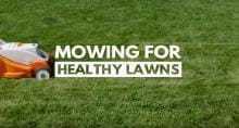 healthy_lawn_video.jpg