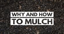 mulch_video.jpg