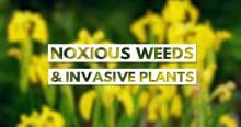 noxious_weeds.jpg