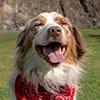 cce_webupdates_mapsapps_100x100_apr2021_dogparks.jpg